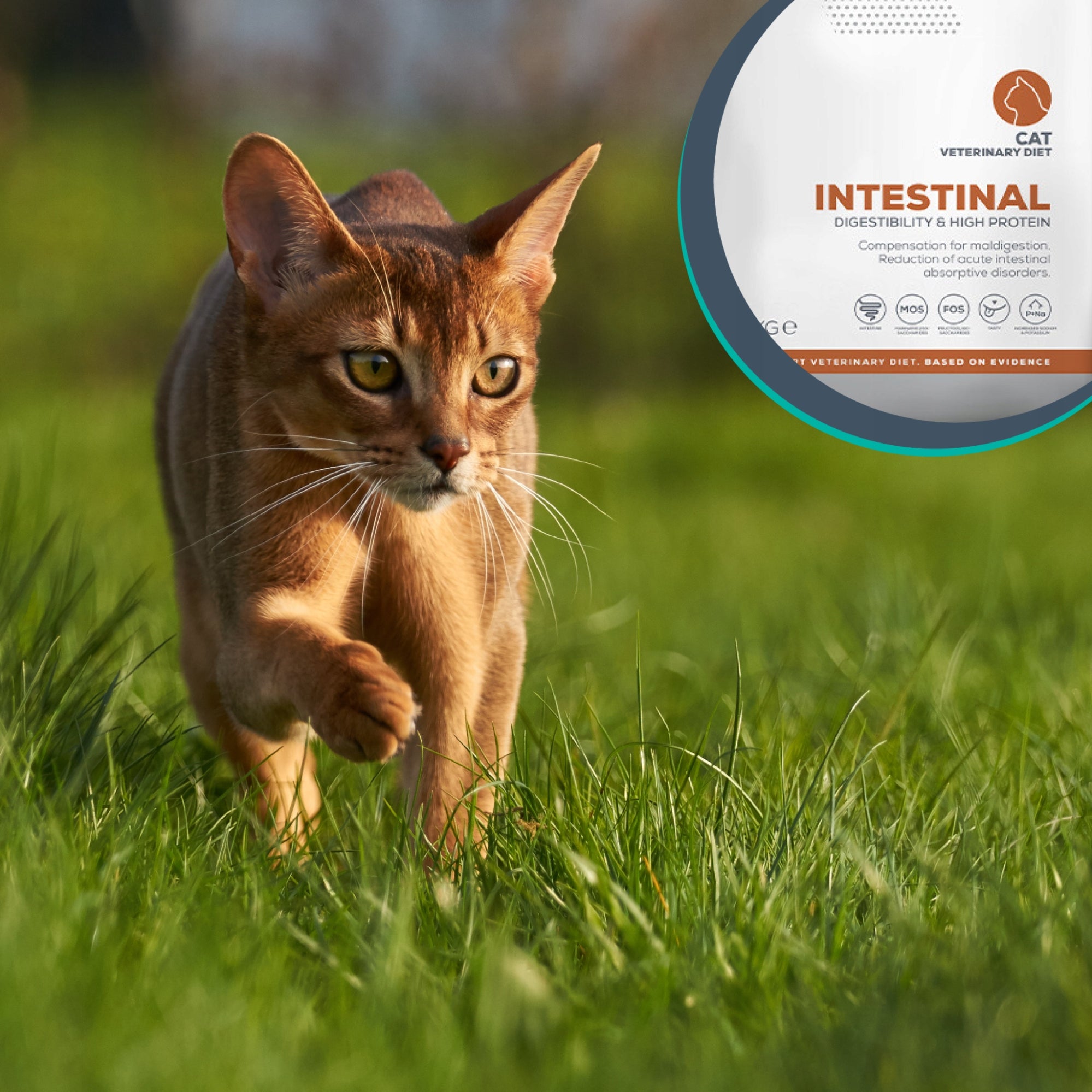 Dry Cat Food Digestion Support Vet Expert Intestinal 250 g Brand Vet Expert