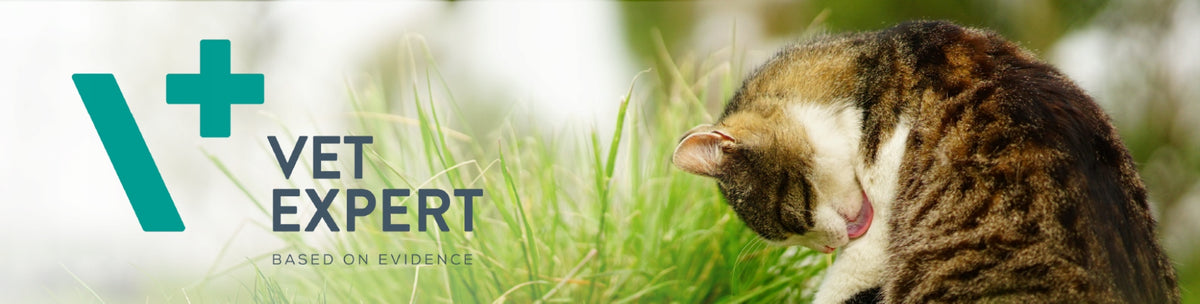 Dry Cat Food Digestion Support Vet Expert Intestinal 250 g Manufacturer code 4T Vet. Diet Intestinal Cat