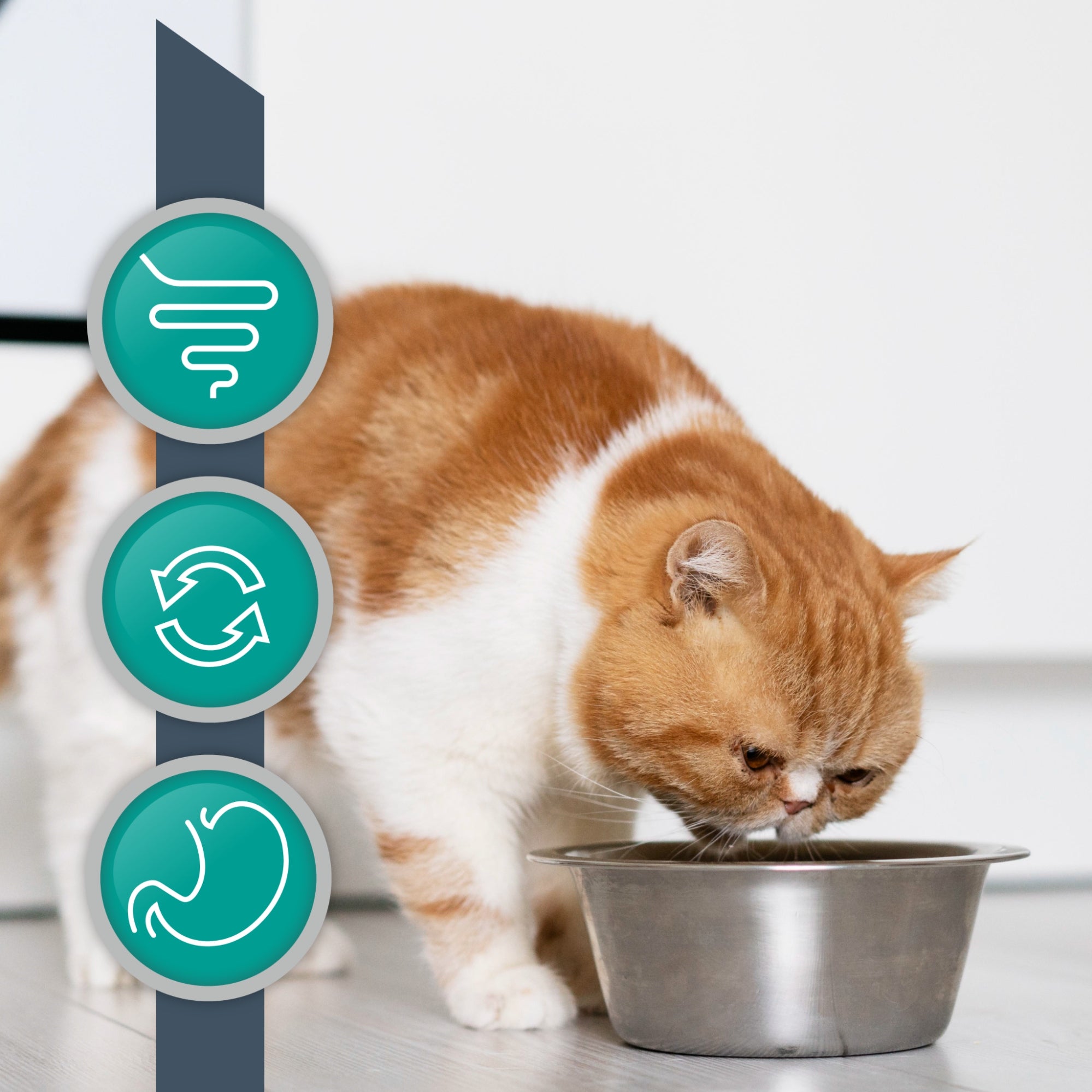 Dry Cat Food Digestion Support Vet Expert Intestinal 250 g Manufacturer code 4T Vet. Diet Intestinal Cat