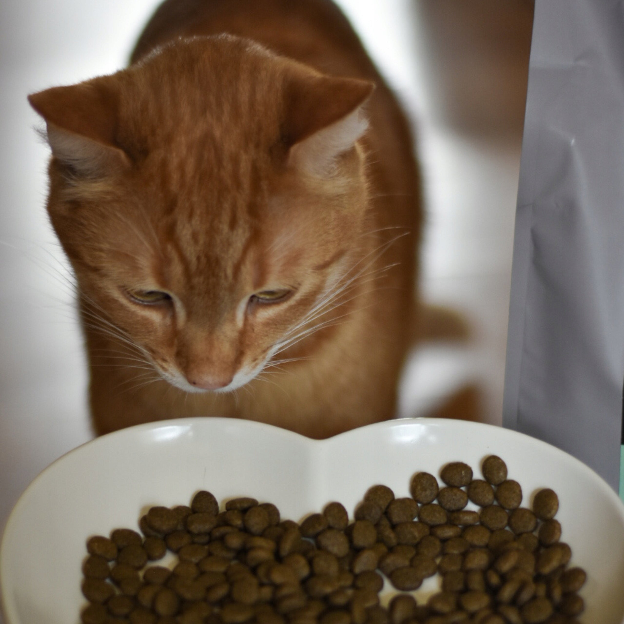 Dry cat food 70% MEAT! - Duck with sardines 1,5 kg - MIĘSNE SMAKI Manufacturer code 5904726310427