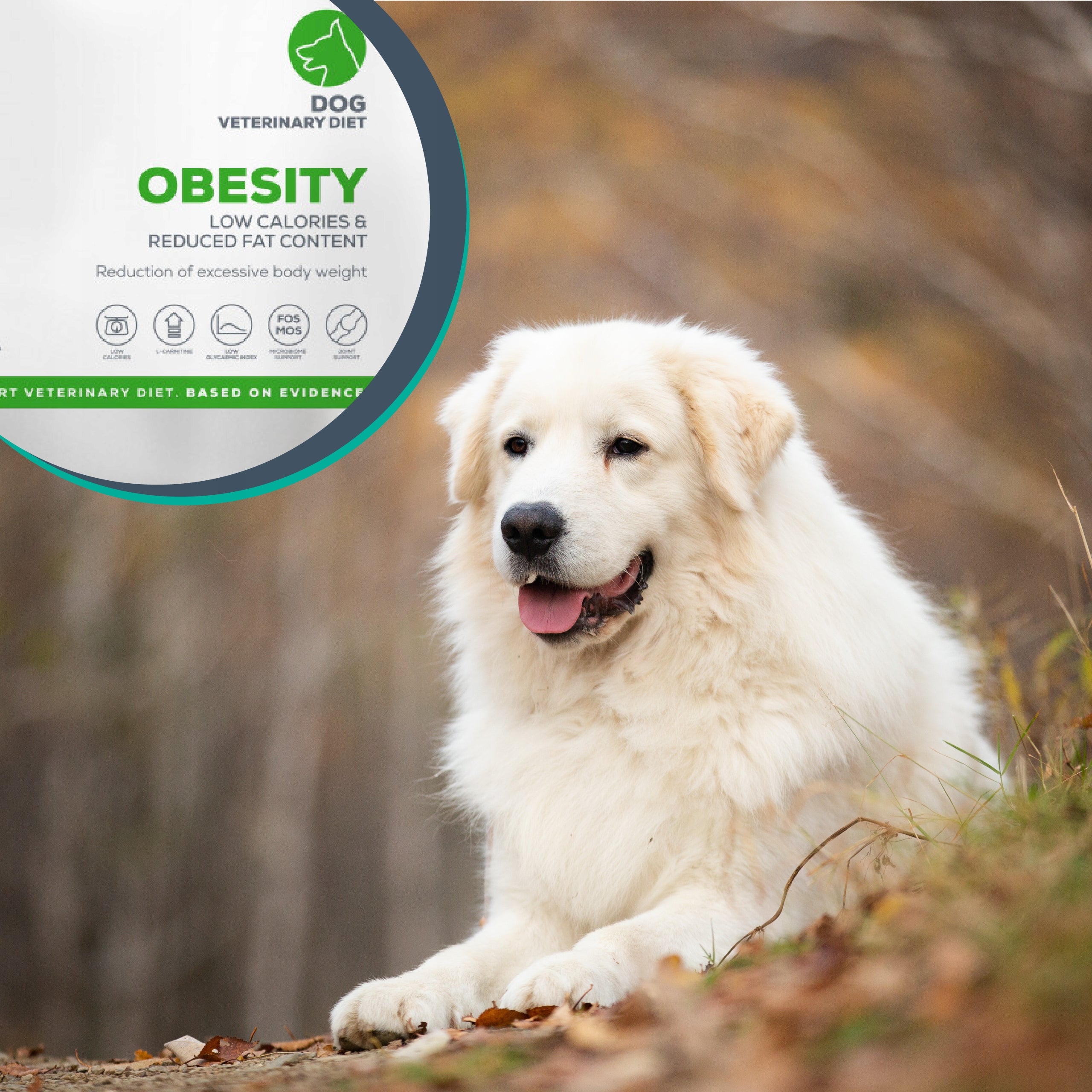 Dry food for dogs with obesity with chicken Vet Expert Obesity Dog 2kg Number of pieces in the package 1 pcs