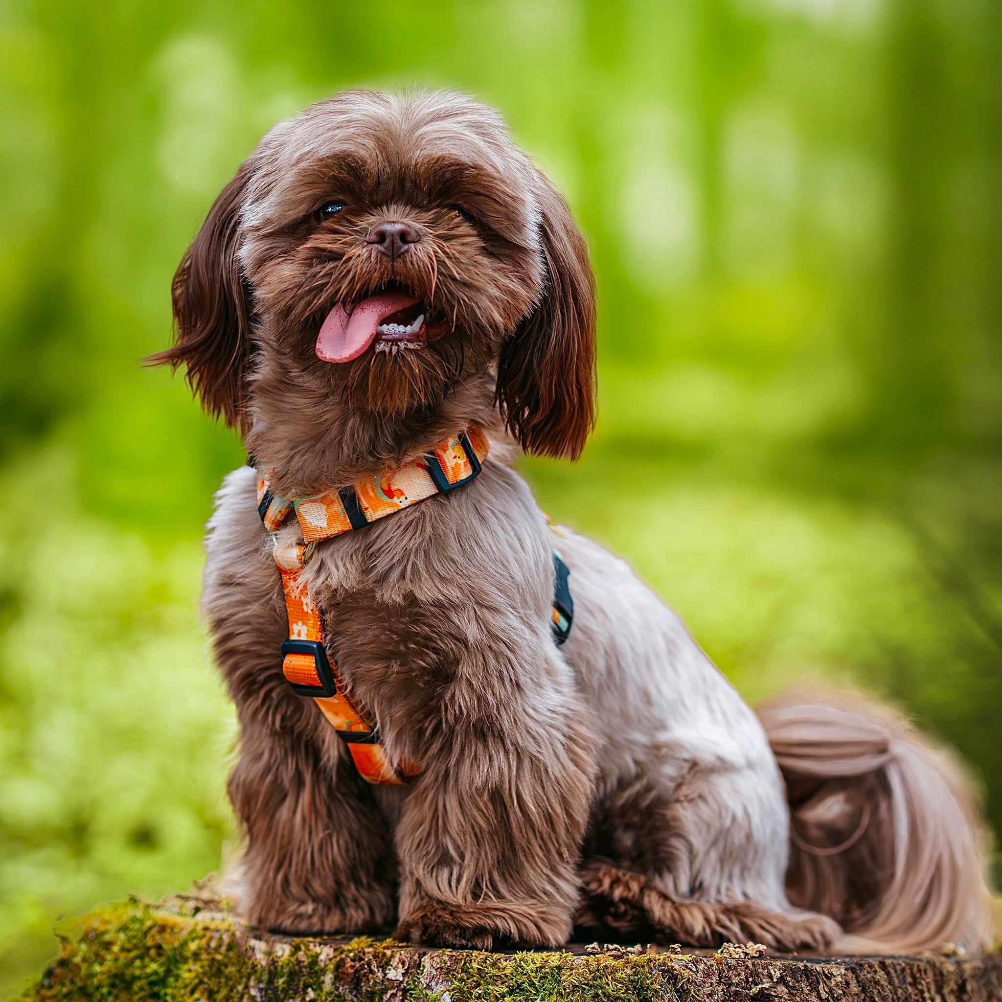 Duck puppy harness - Hauki - Size XS / 1,5 cm Manufacturer code Szelki guard - Kaczuszki Rozmiar XS/1,5 cm
