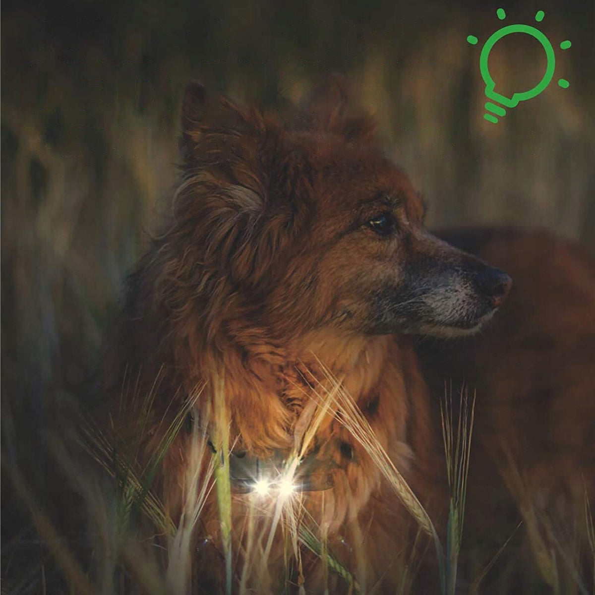 ELECTRIC TRAINING DOG COLLAR FOR TRAINING EFFECTIVE + Manufacturer code QNNYR
