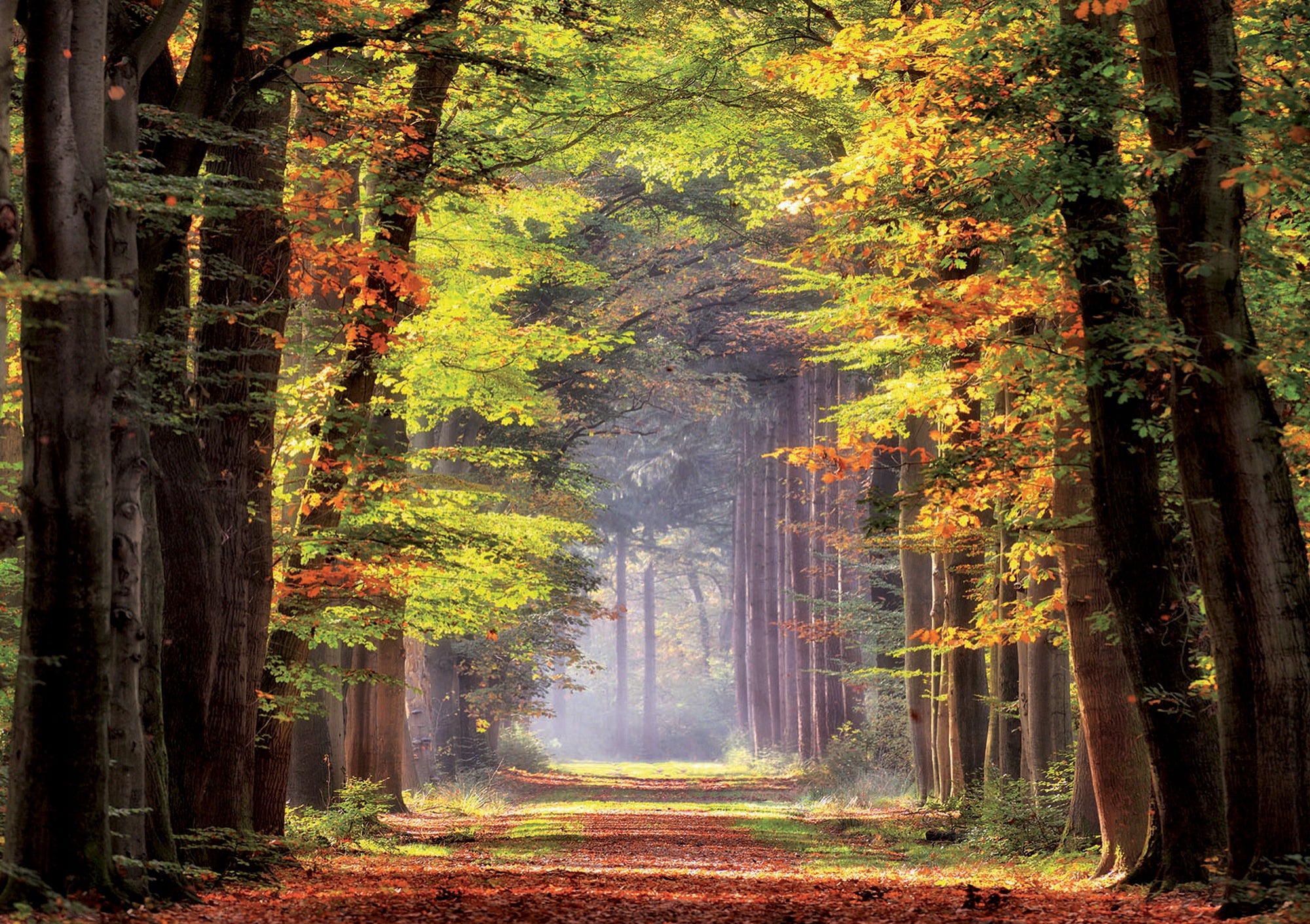 Puzzle Wald, 1000 Teile 
