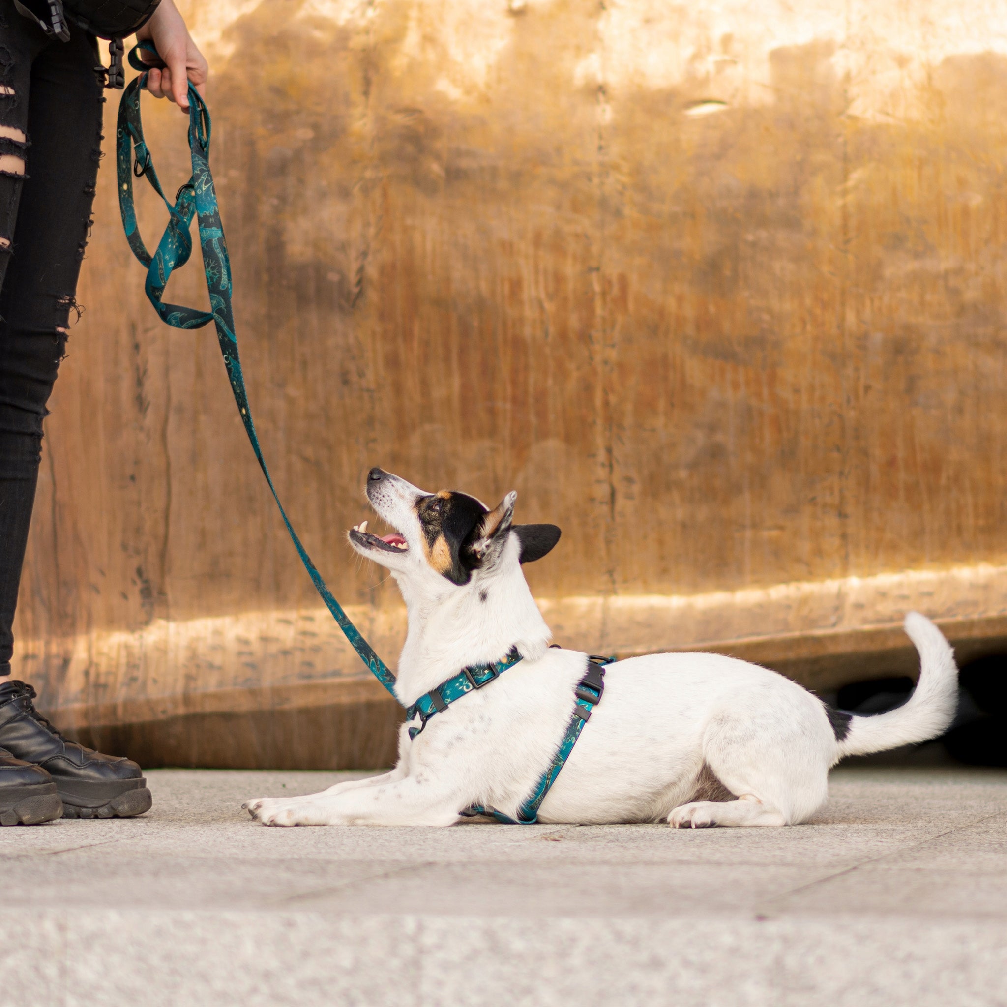 Elegant dog harness. Black fittings. Fenrir pattern - Hauki - Size XS Color multicolor