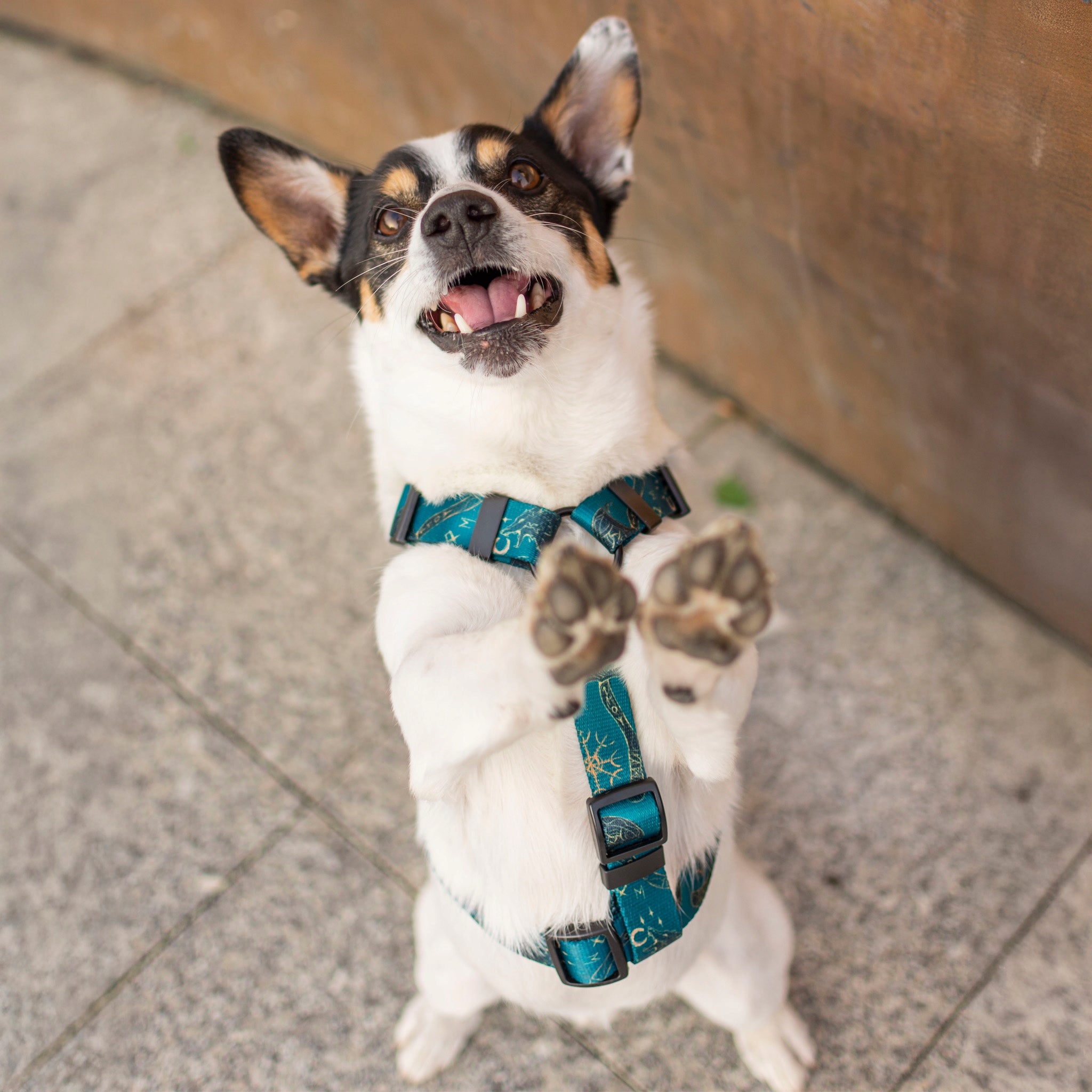 Elegant dog harness. Black fittings. Fenrir pattern - Hauki - Size XS Manufacturer code Szelki guard - Fenrir Rozmiar XS/1,5 cm