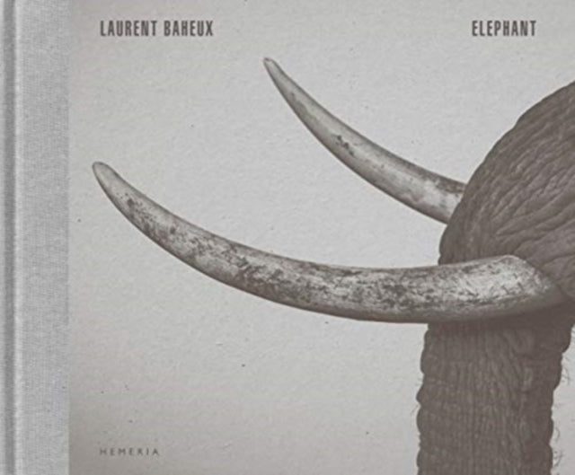 Elefant 