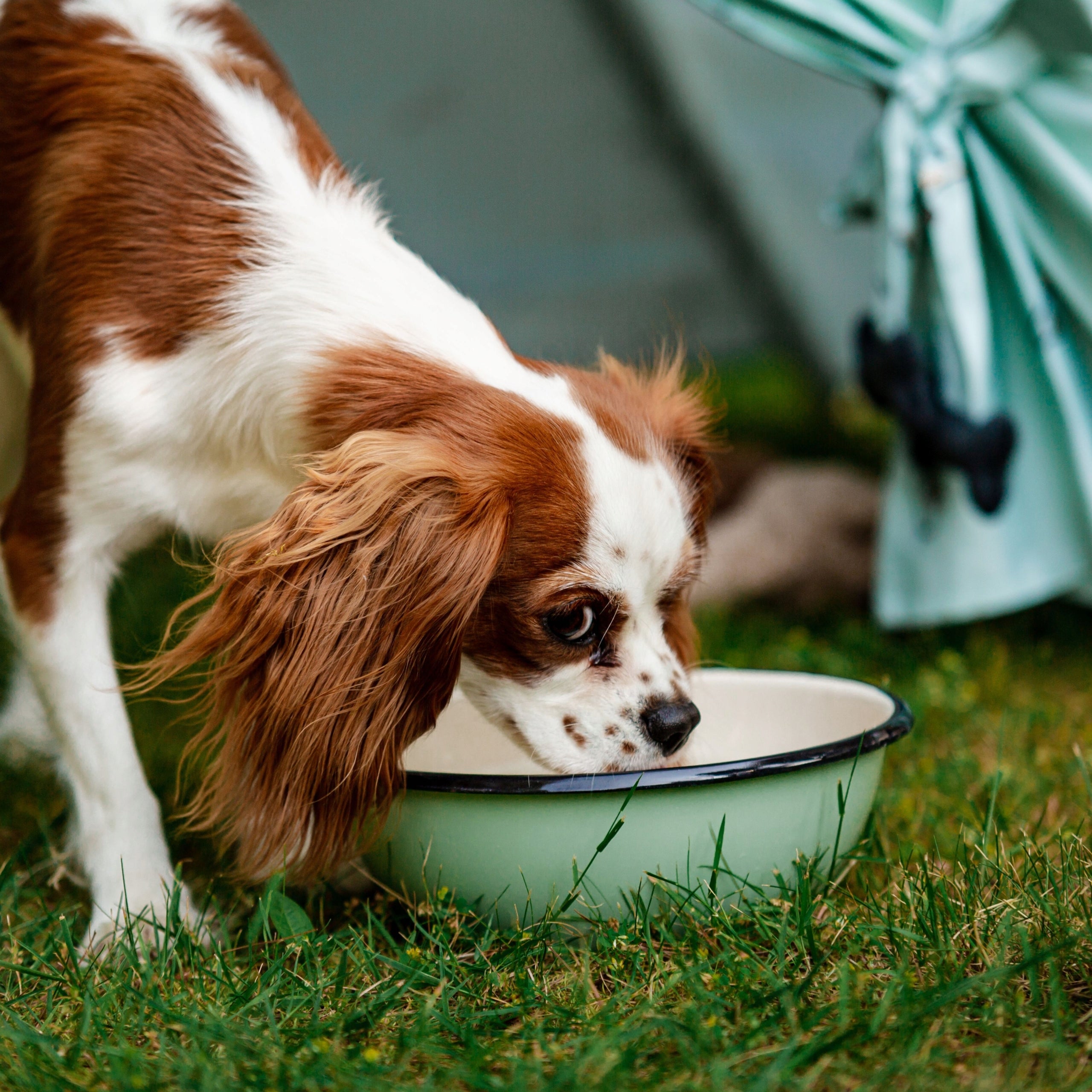 Enamel Bowl for Dogs for Food and Water 25 cm Trade name Miska Emaliowana Wufy