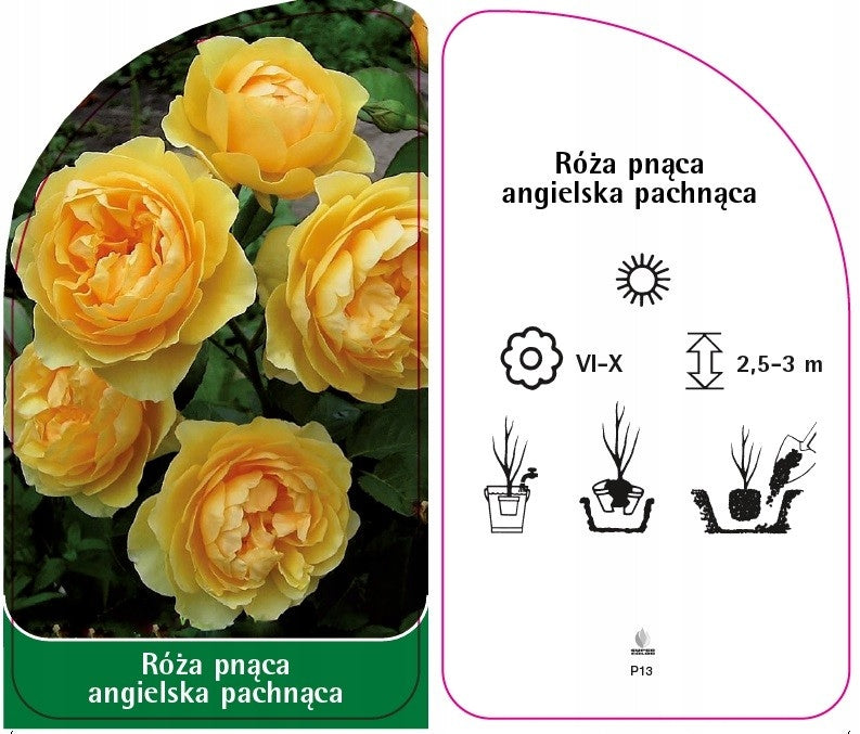 English climbing rose, fragrant - P13 nursery labels