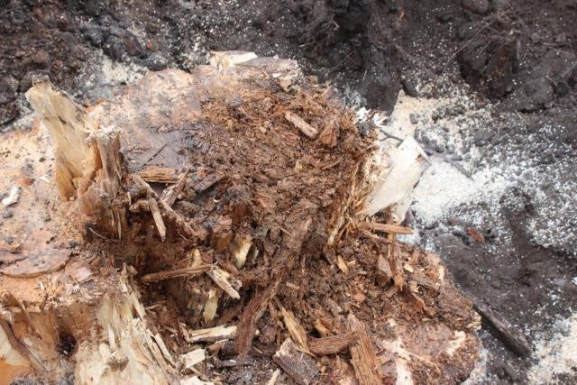 FAST ROT TREE TRUNK AND ROOT REMOVER 500ml Manufacturer Mycelium
