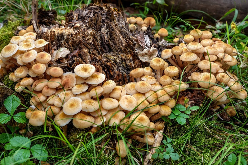 FAST ROT mycelium for decomposition of trunks and tree roots (for 5 trunks) Manufacturer code Fast Rot do rozkładu pni i korzeni