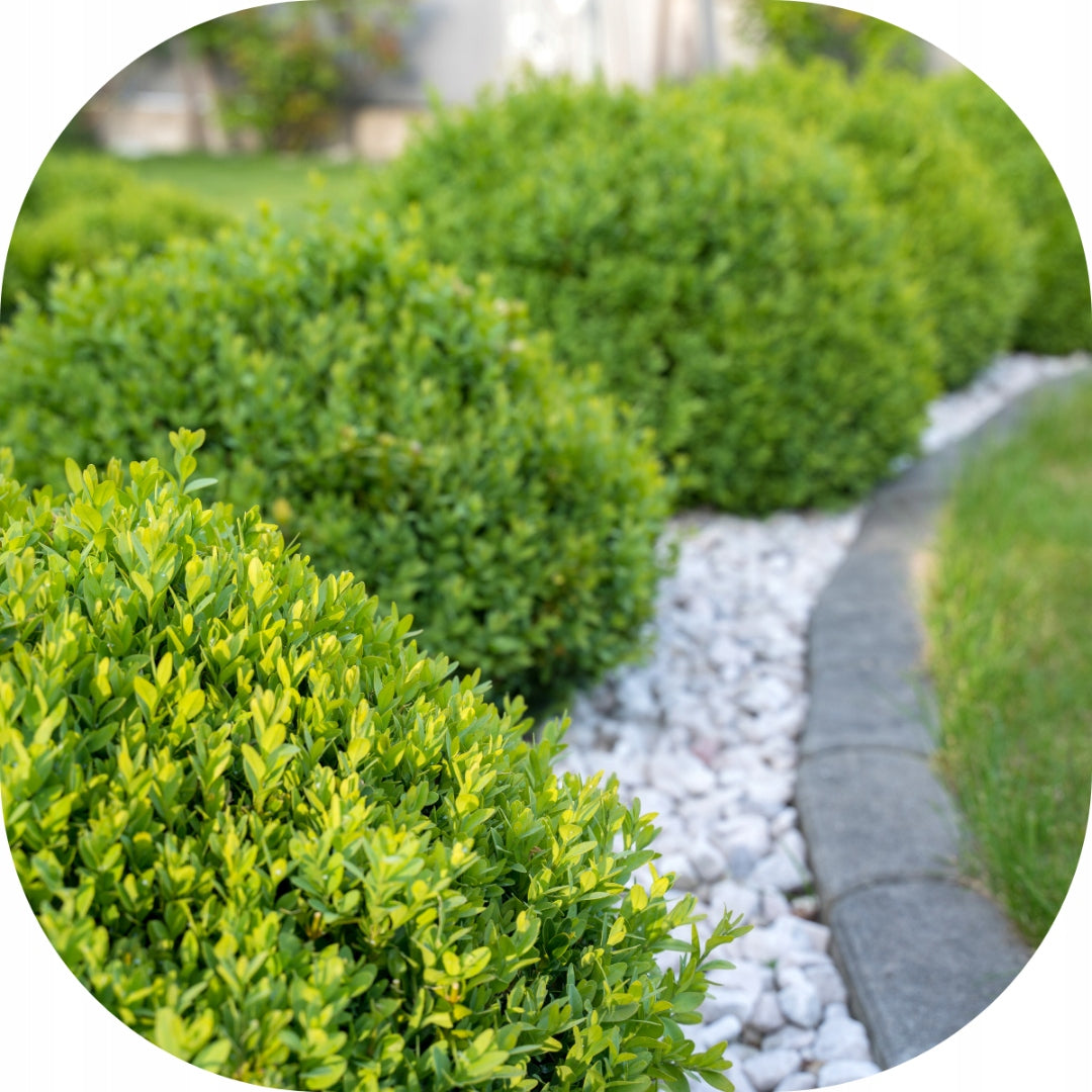 FERTILIZER FOR BOXWOOD 150g FOR REGENERATION soluble RESCUE FOR BOXWOOD Form crystals, powder