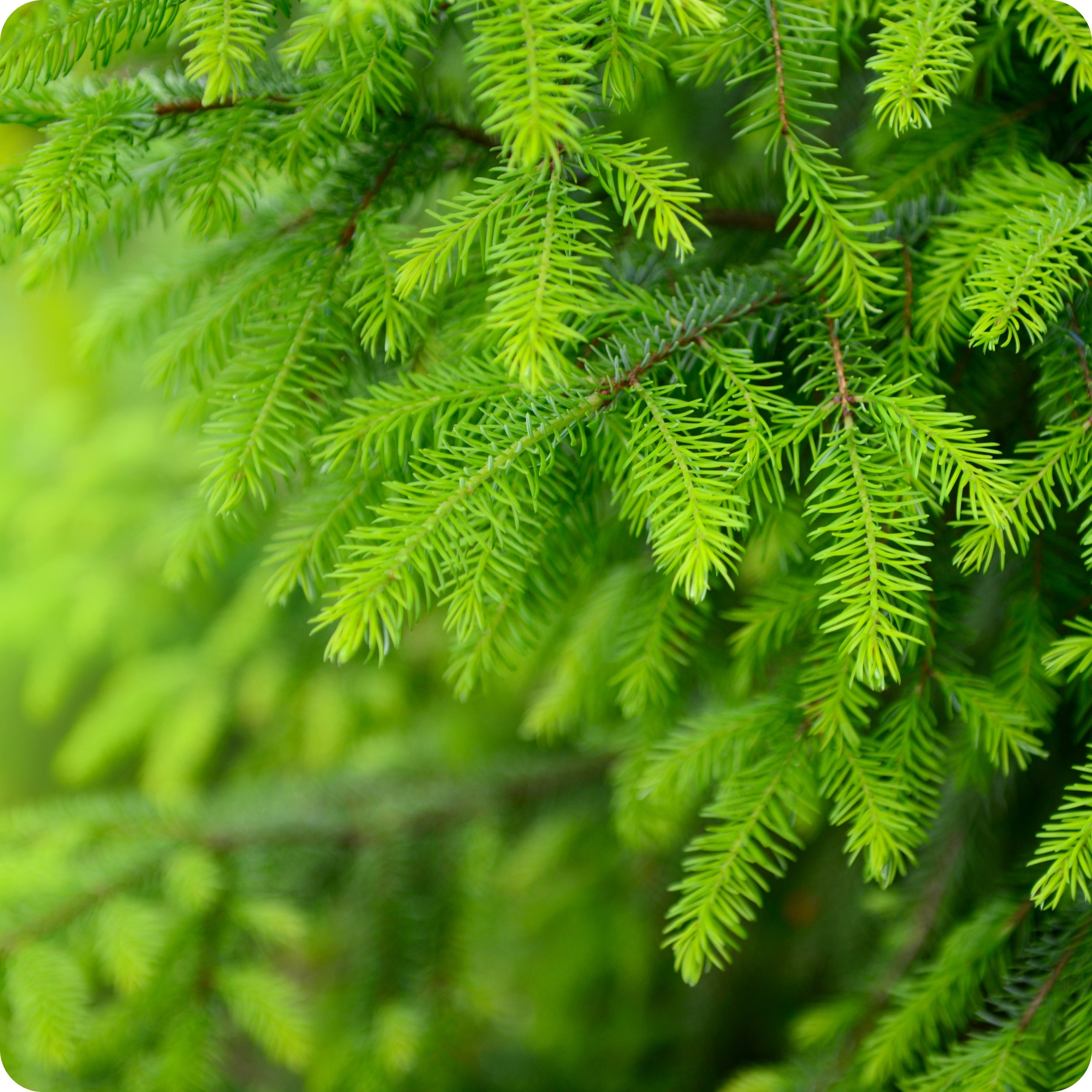 FERTILIZER FOR CONIFERS 1kg MAGNESIUM SULFATE Against Browning Needles Granulated Manufacturer code nawóz do iglaków bezchlorkowy iglaki