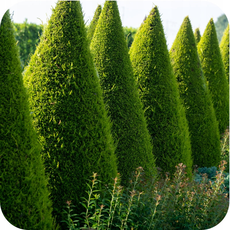 FERTILIZER FOR CONIFERS 5KG CONIFERS CONIFEROUS SHRUBS SIARKOPOL Garden 2001 Fertilizer type multicomponent
