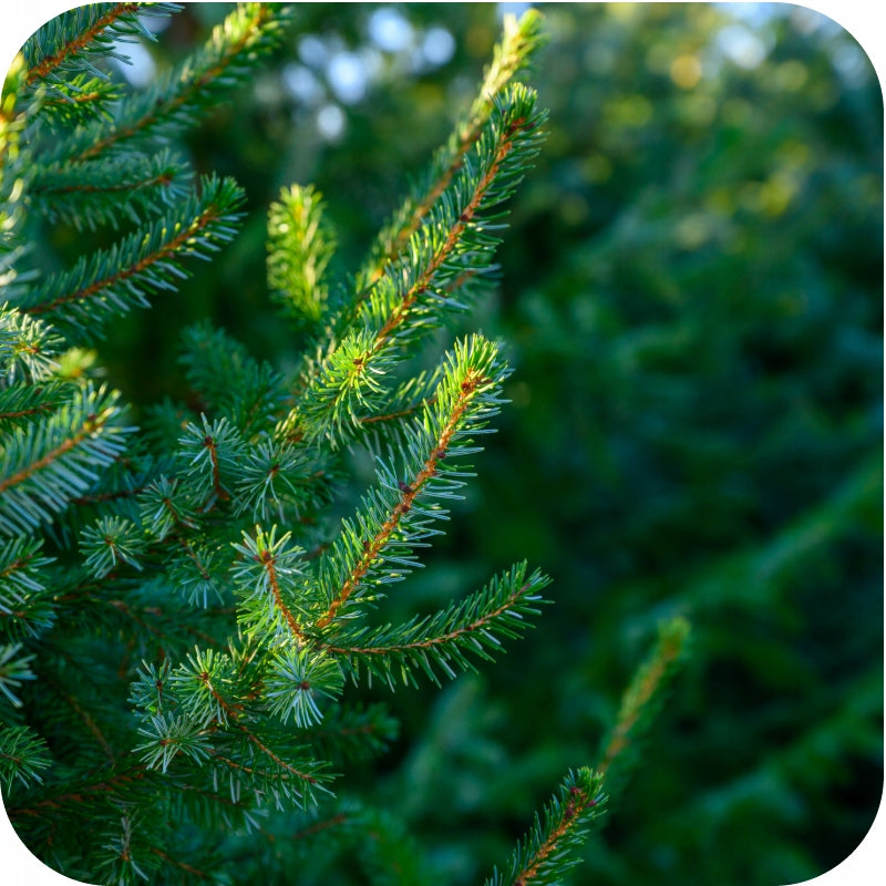 FERTILIZER FOR CONIFERS 5KG CONIFERS CONIFEROUS SHRUBS SIARKOPOL Garden 2001 Manufacturer Siarkopol