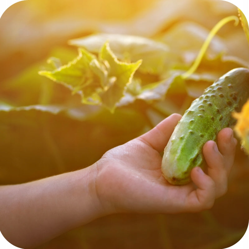 FERTILIZER FOR CUCUMBER TOMATOES 1KG GRANULATED LONG-ACTING CHLORIDE-FREE Fertilizer type multicomponent