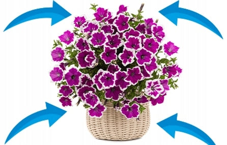 FERTILIZER FOR GERANIUM SURFINII PETUNIA SUPERTUNI 150G FAST-ACTING Manufacturer Twój Ogród