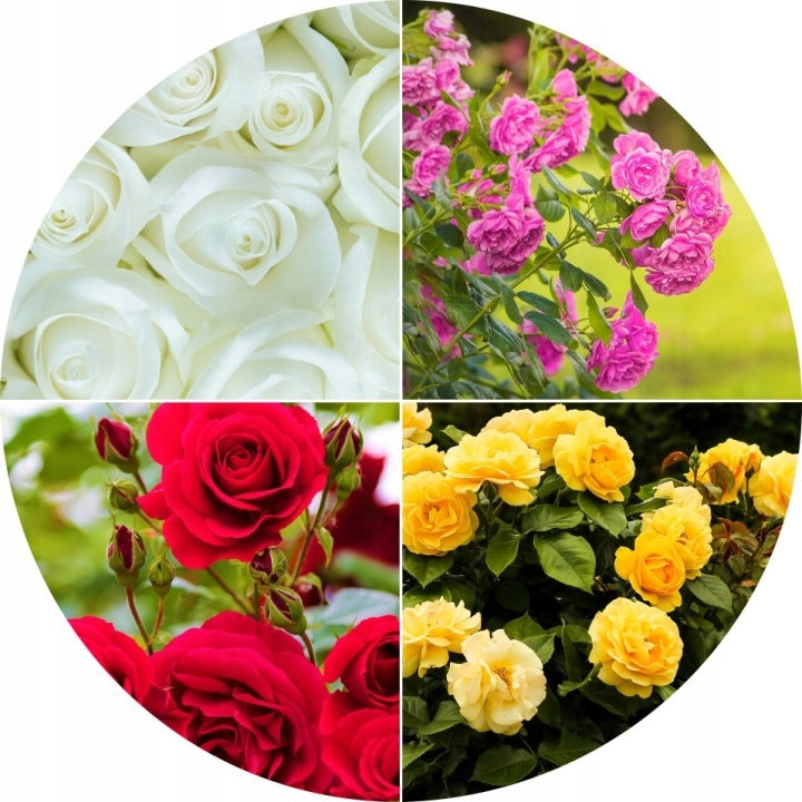 FERTILIZER FOR ROSES OF FLOWERING PLANTS LONG-ACTING LUVENA GARDEN 5KG Weight 5 kg