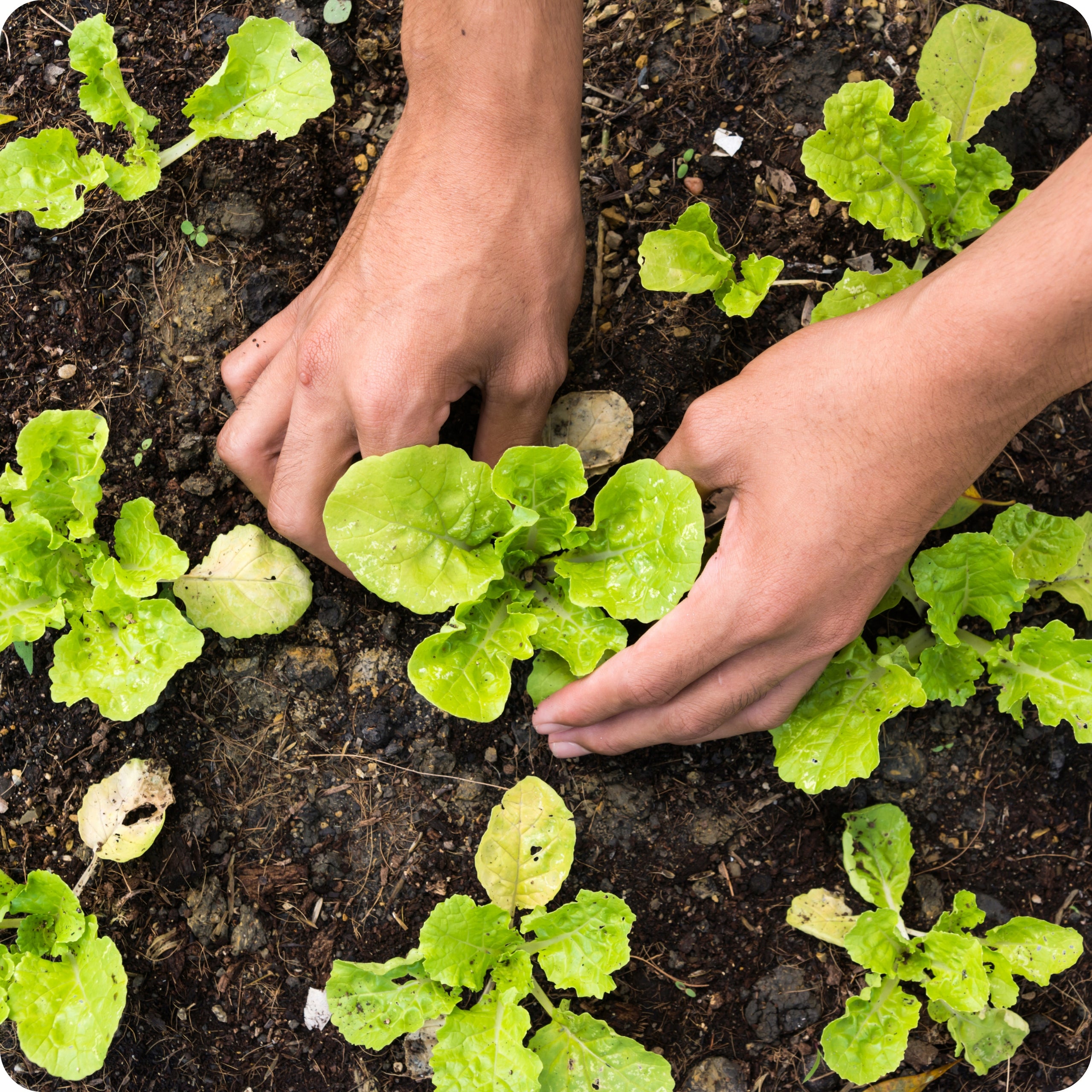 FERTILIZER HUMIC ACIDS HUMUS ROSAHUMUS 1kg IMPROVES SOIL FERTILITY Manufacturer Humintech