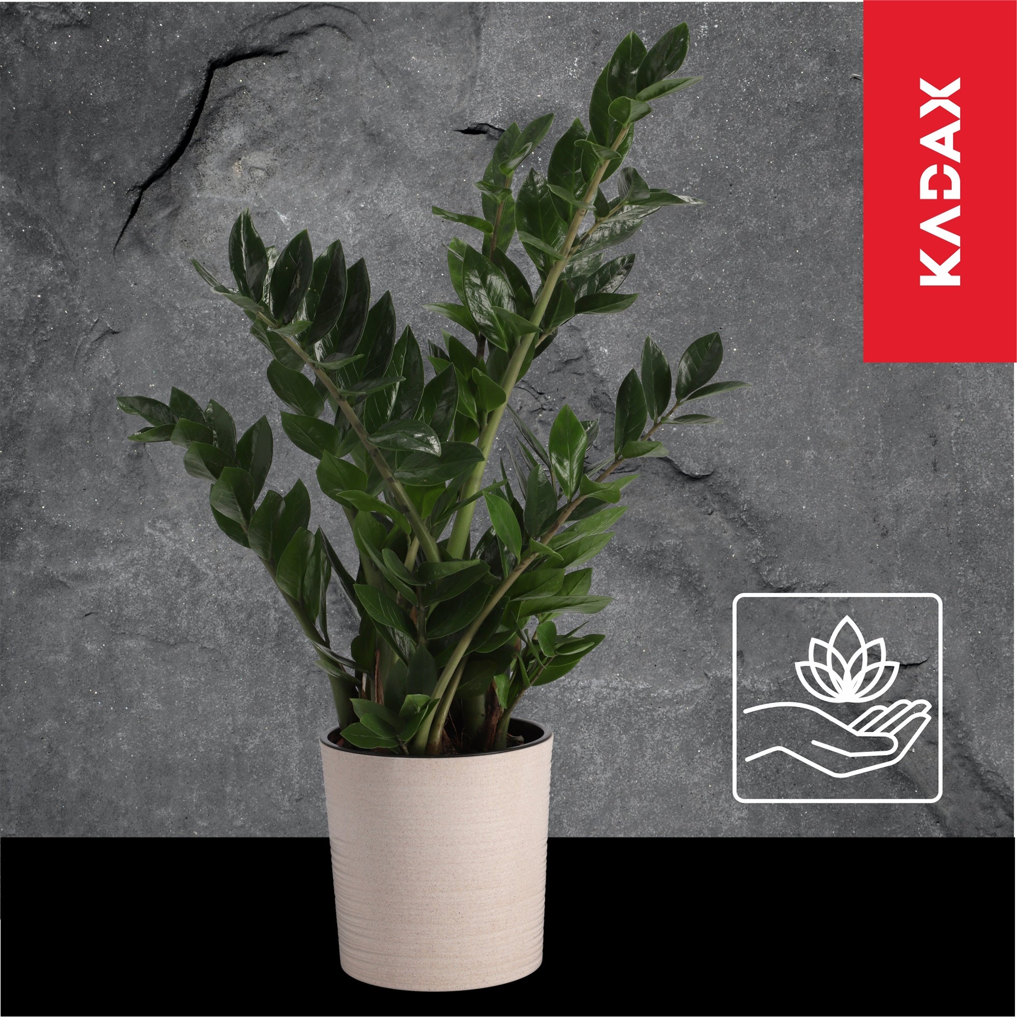 FLOWER POT FLOWER COVER FLOWERBED 25 cm FOR LIVING ROOM BEIGE + CARTRIDGE Brand Kadax