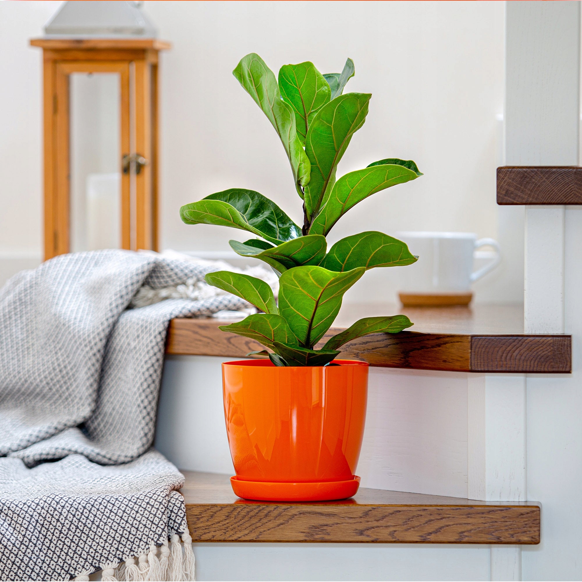 FLOWER POT WITH FLOWER STAND COVER BOWL FLOWERBED 28 cm ORANGE Shape oval