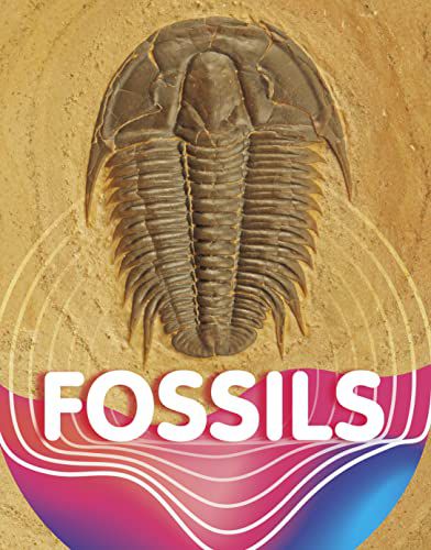 Fossilien 