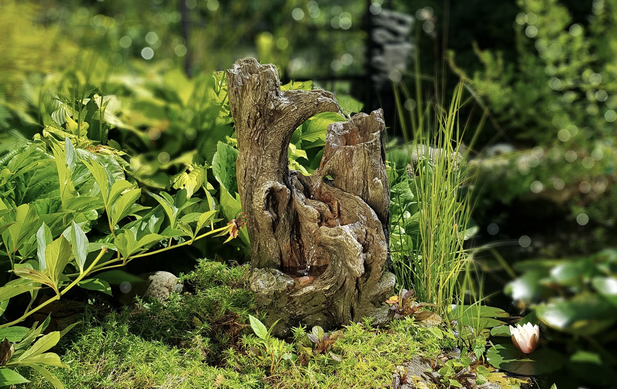 FOUNTAIN GARDEN CASCADE CYPRESS