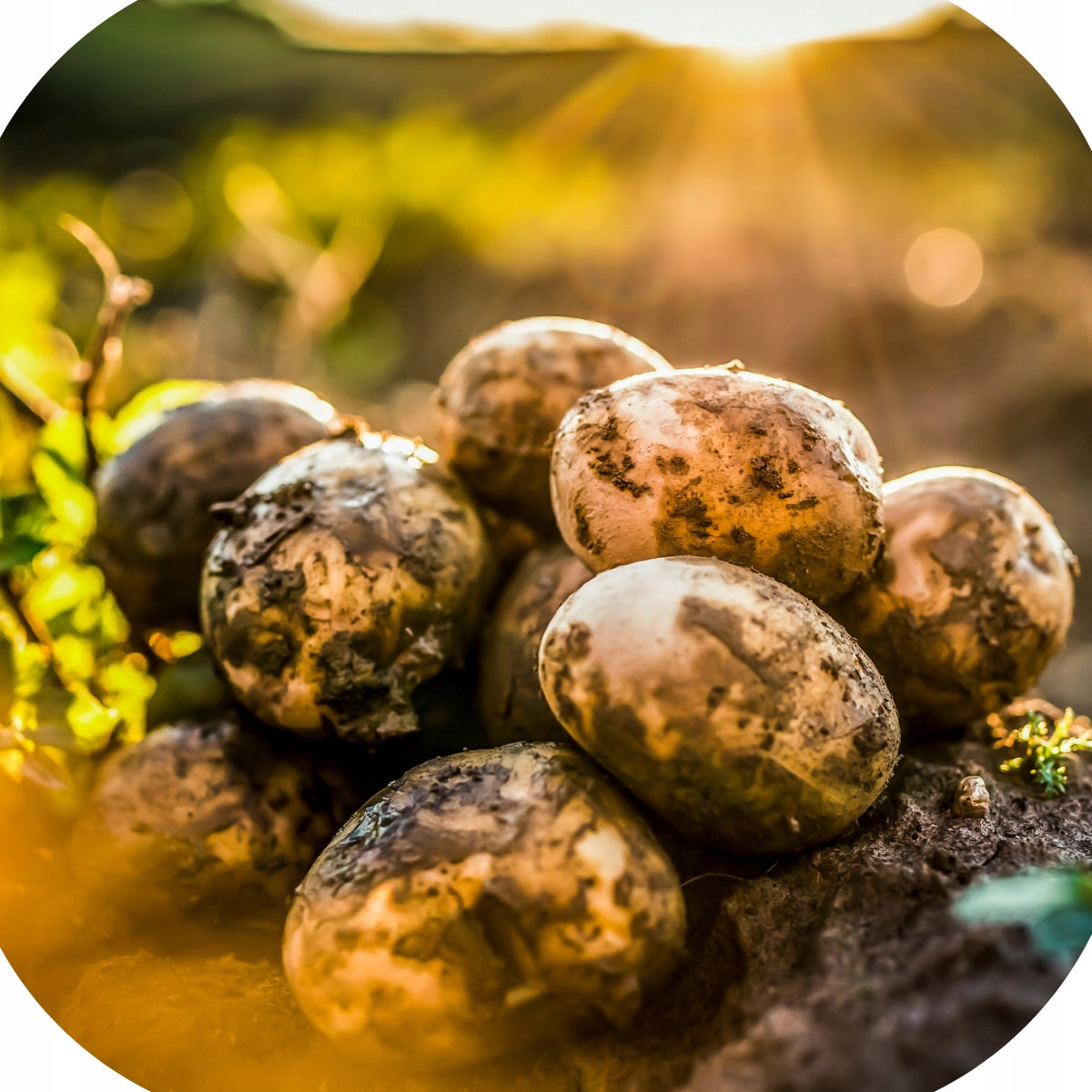 FUNGICIDAL SPRAYING REVUS 250SC 1L READY to use for potato blight Manufacturer code fungicyd na choroby warzyw rdza mączniak