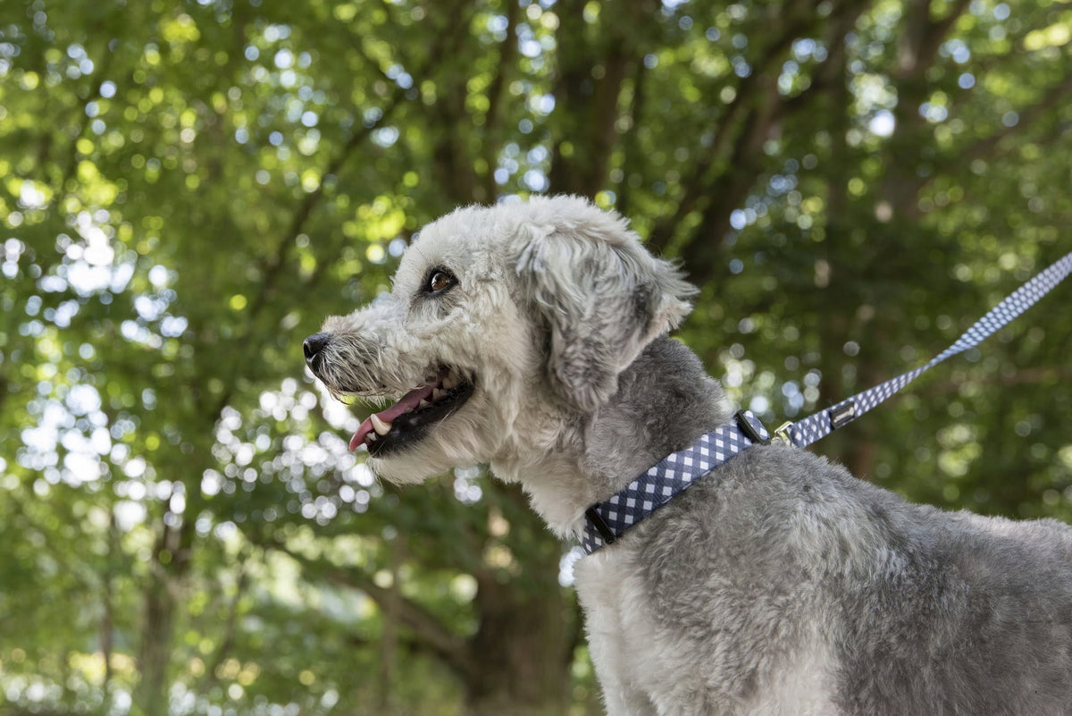 Famingo Dog Collar Salome Grey M Manufacturer code 520116