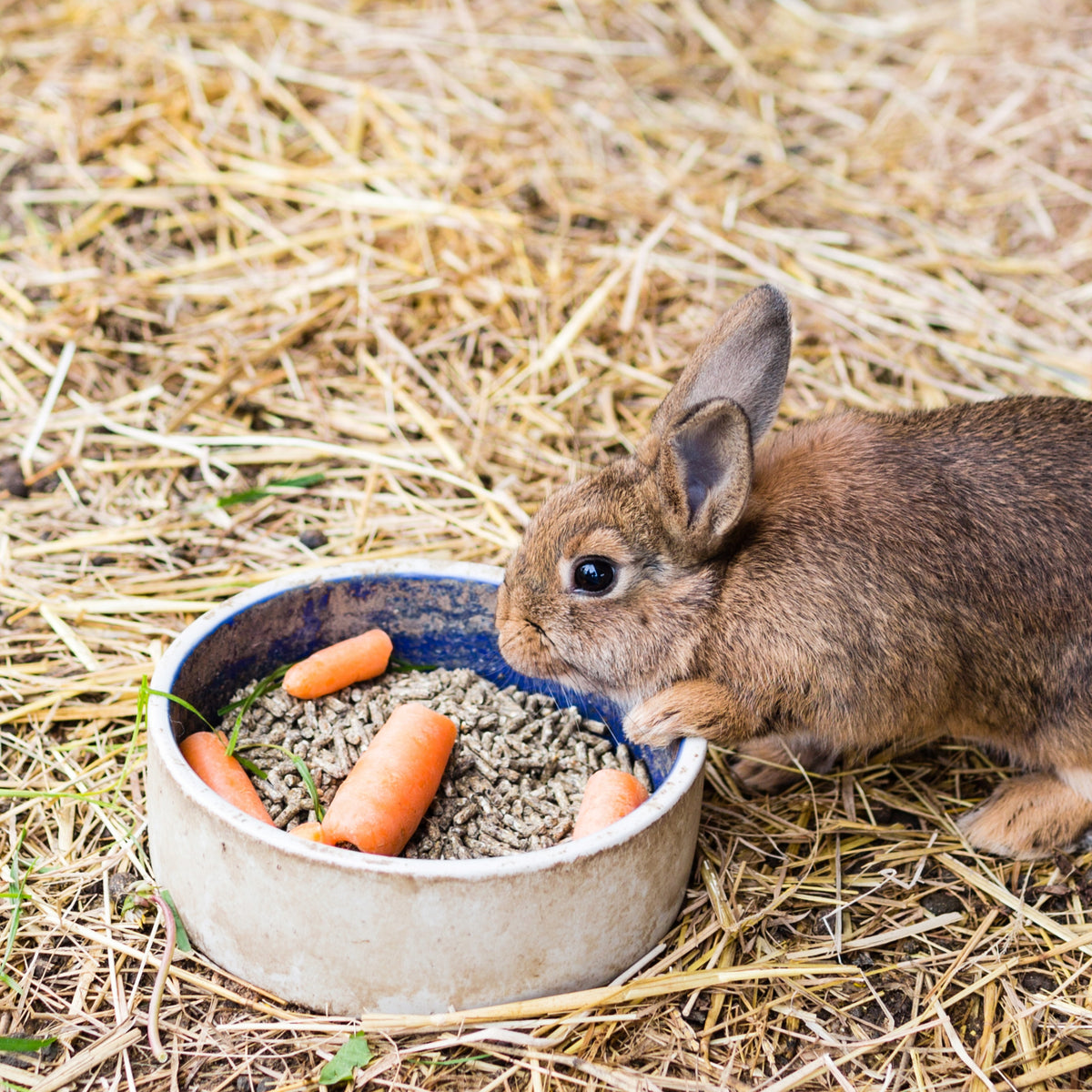 Feed/Feed for Female Cat Rabbits Rabbit Feeding Bunny / Cat 25kg Packaging status original