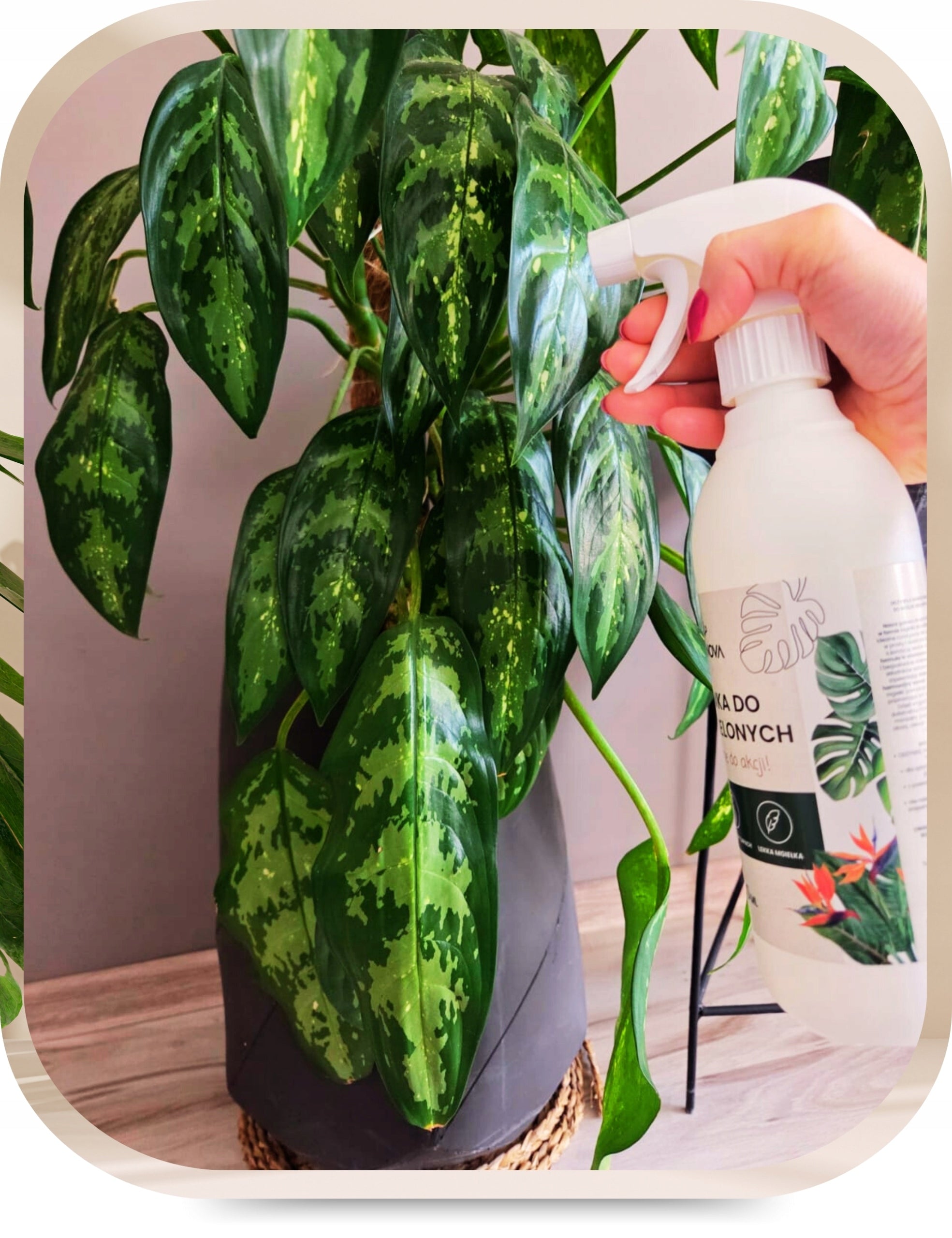Fertilizer Conditioner Green Plant Leaf Fertilizer Monstery Palm Spray 500ml Manufacturer code odżywka nawozowa nawóz do roślin zielonych