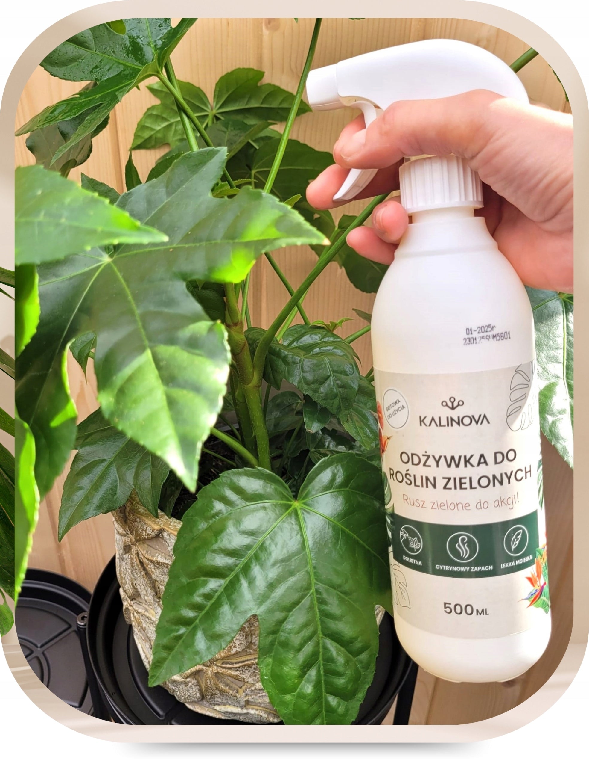Fertilizer Conditioner Green Plant Leaf Fertilizer Monstery Palm Spray 500ml Volume 0.5 l