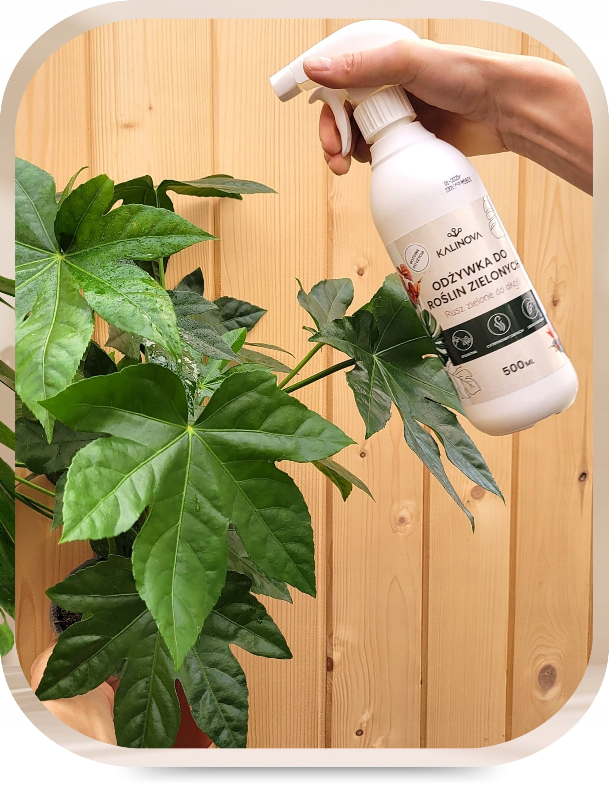 Fertilizer Conditioner Green Plant Leaf Fertilizer Monstery Palm Spray 500ml Weight 0.5 kg