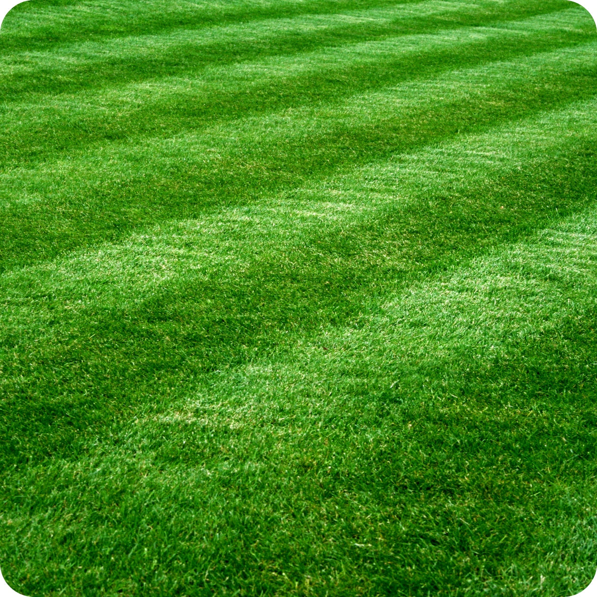Fertilizer For Lawns 25KG Siarkopol MAX STRONG NITROGEN Manufacturer code 5905548692814