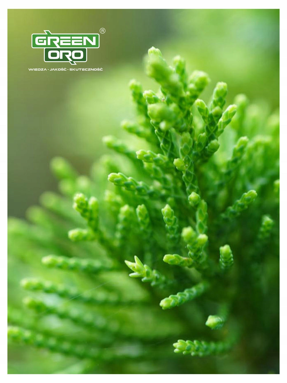 Fertilizer for Tui Conifers Summer AUTUMN Against Browning under Tuje 6kg Manufacturer code Nawóz do Tui przeciw Brązowieniu Igieł