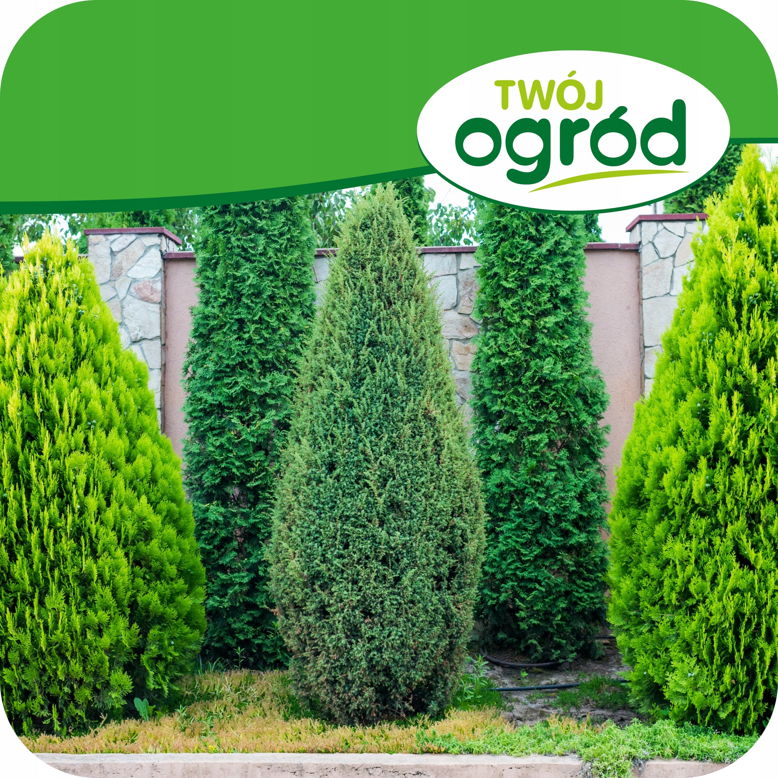 Fertilizer for conifers against browning of needles 1KG IGLAKI THUJE Manufacturer Twój Ogród