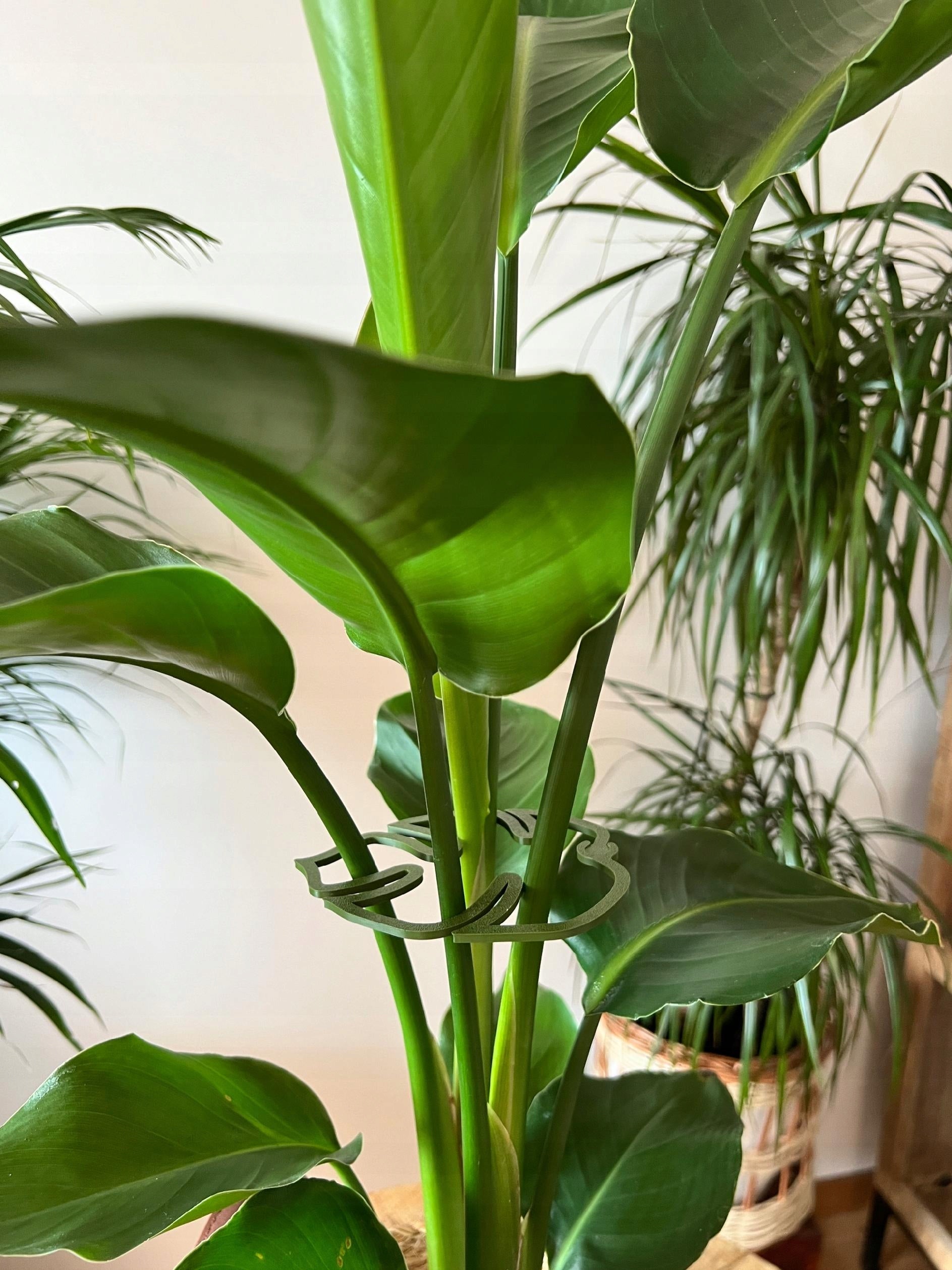 Flower Plant Support MONSTERA STRONG Gripper Clasp S M L 3x Brand PLANTINITY