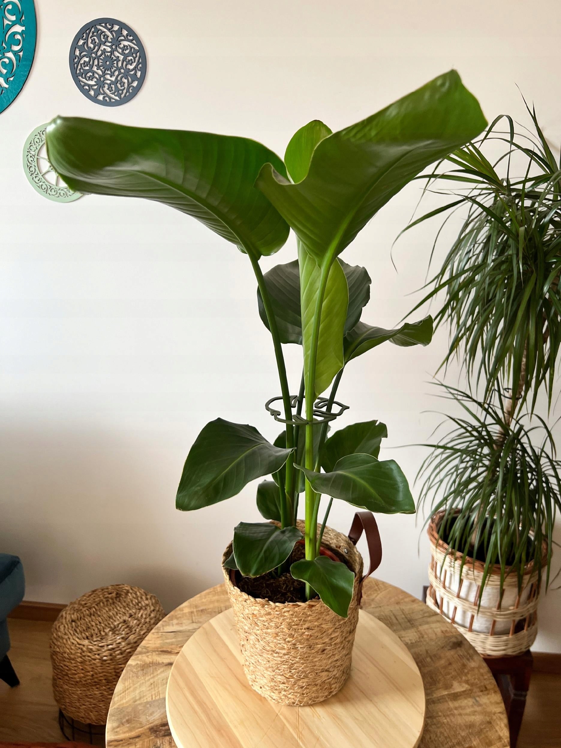 Flower Plant Support MONSTERA STRONG Gripper Clasp S M L 3x Manufacturer code ZAPINKA.MONSTERA S/M/L