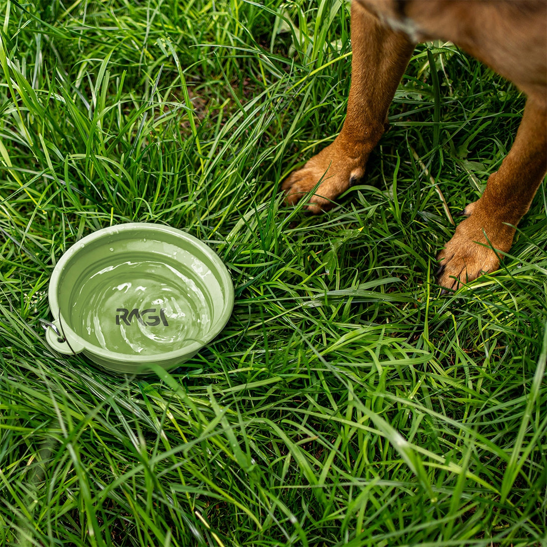 Folding Bowl Tourist For Dog Cat Silicone 1L For Water Food Ragi Manufacturer code MIS-SK-ZIE-1L-8146