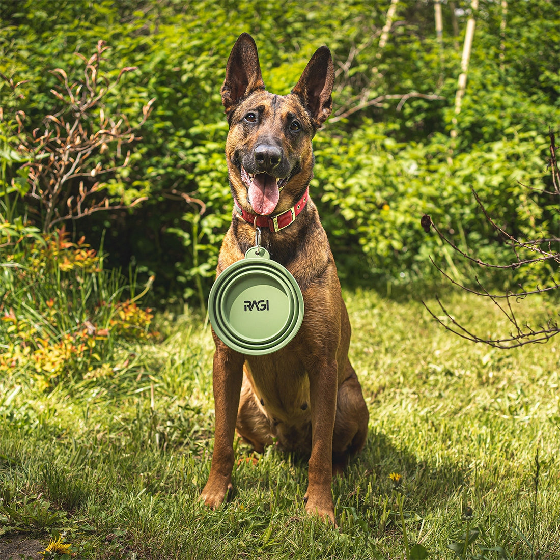 Folding Bowl Tourist For Dog Cat Silicone 1L For Water Food Ragi Material silicone