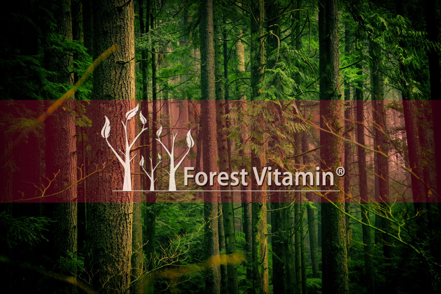 Forest Vitamin Phosphatidylserine PS Brain Memory Concentration 100 kaps. Brand Forest Vitamin