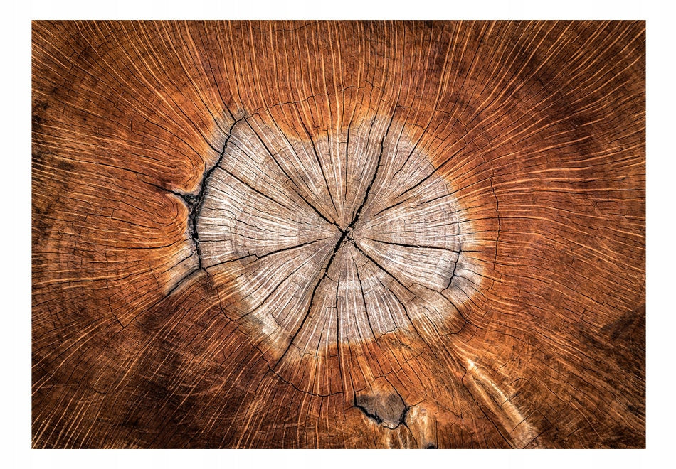 Fototapeta – Die Seele eines Baumes 