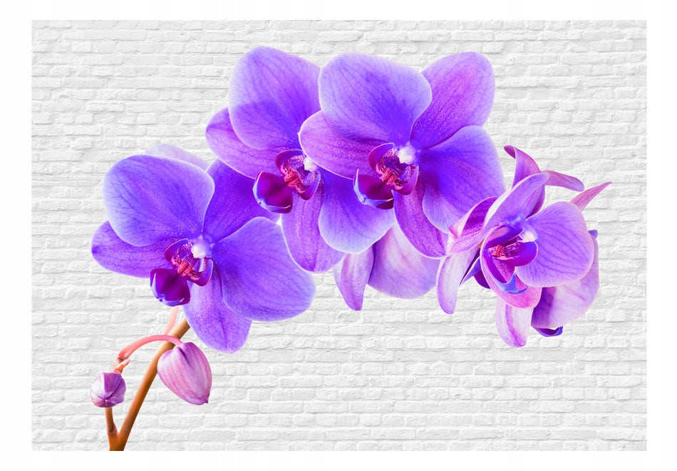 Fototapetas - Violet excitation