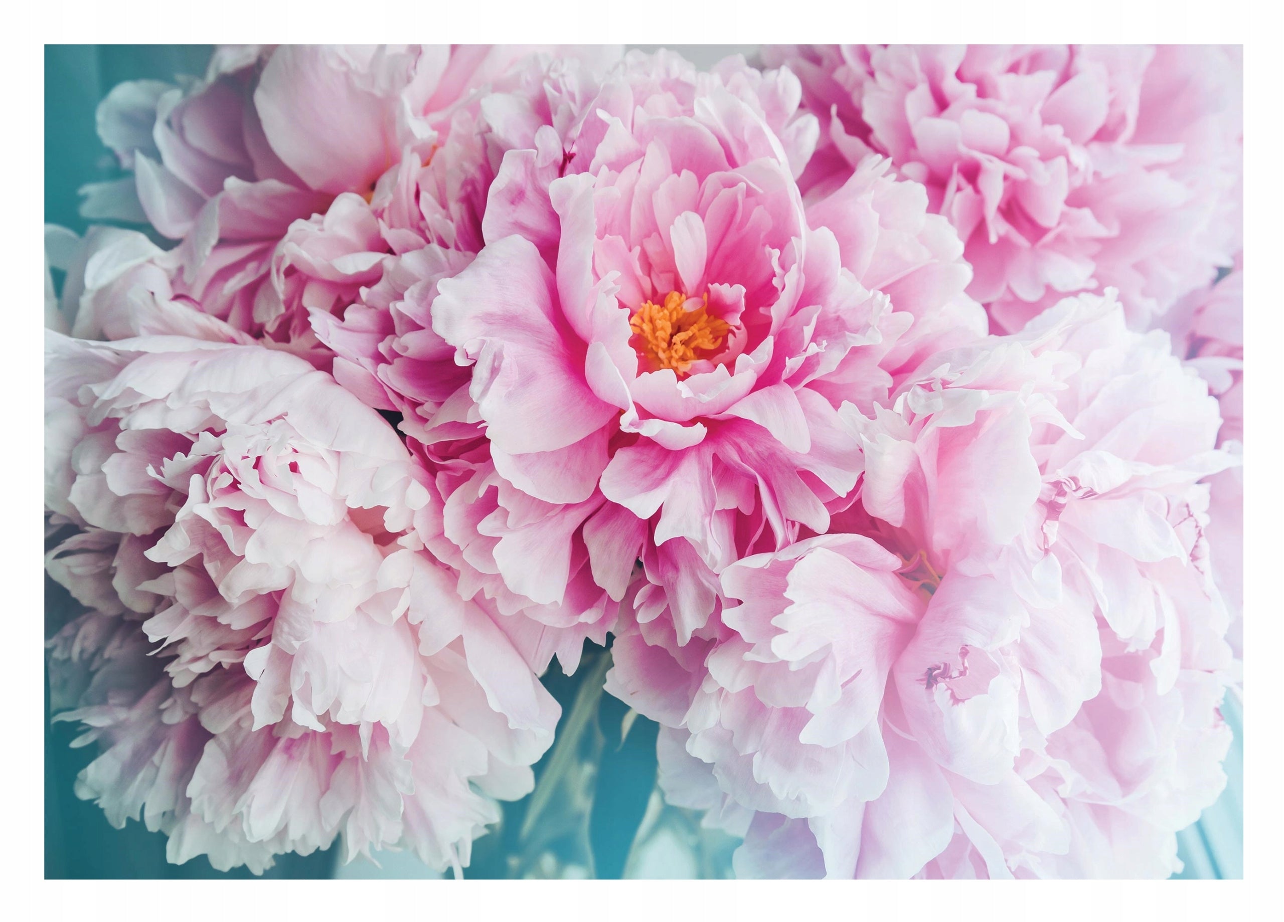 Fototapete Blumen 