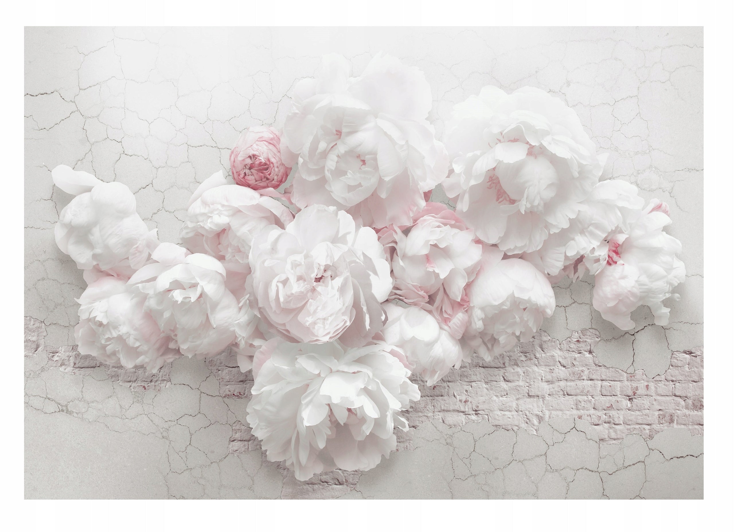 Fototapete Blumen 