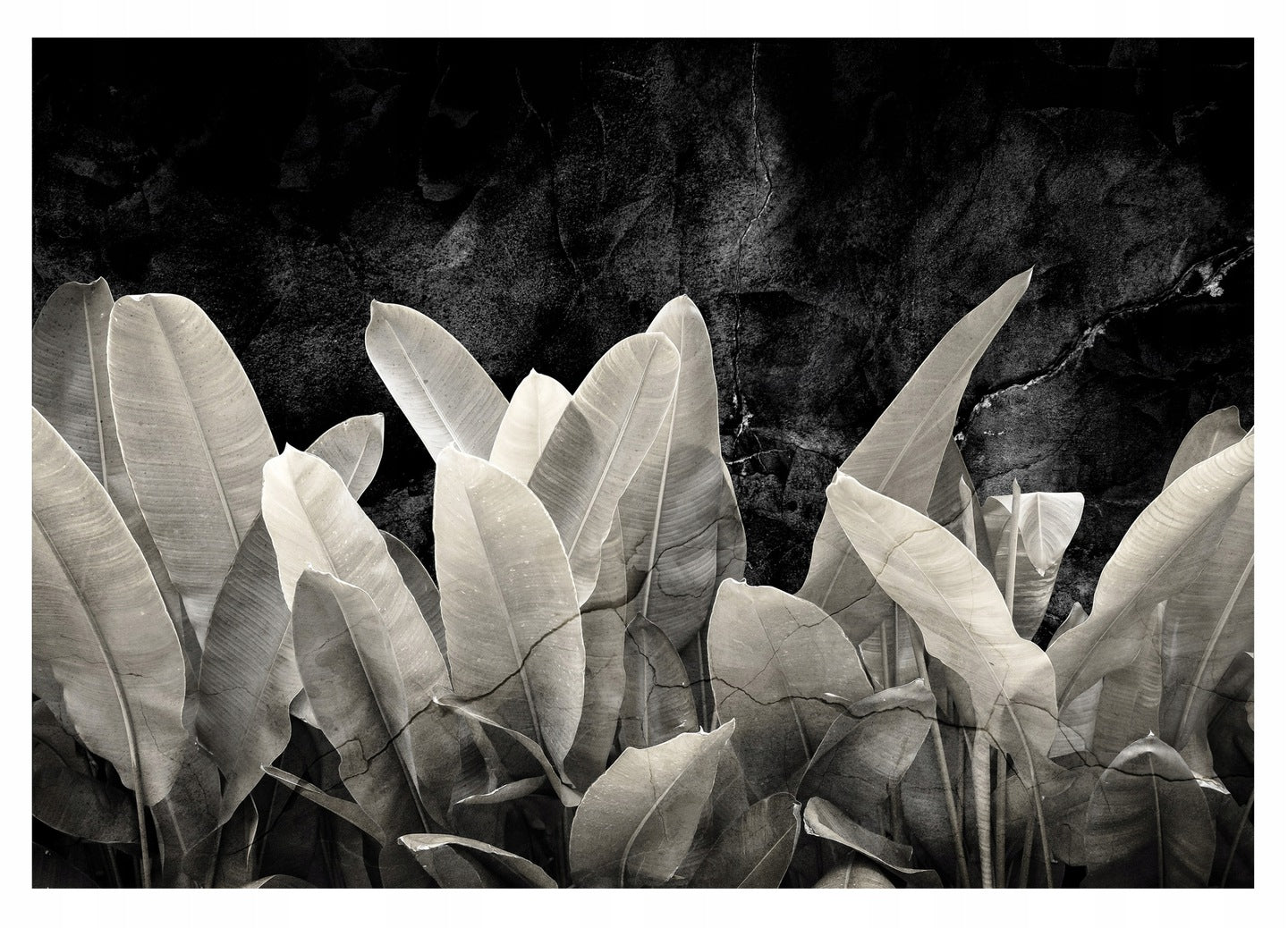 Fototapeten Blumen 