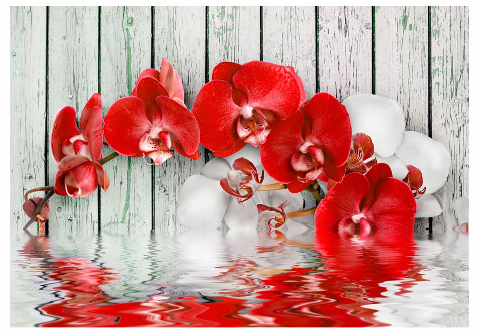 Fototapete - Rubinorchidee 