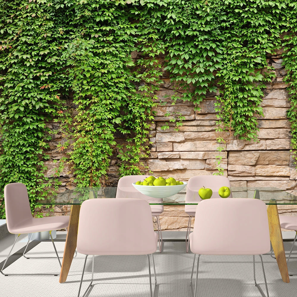 Fototapetas - Ivy wall