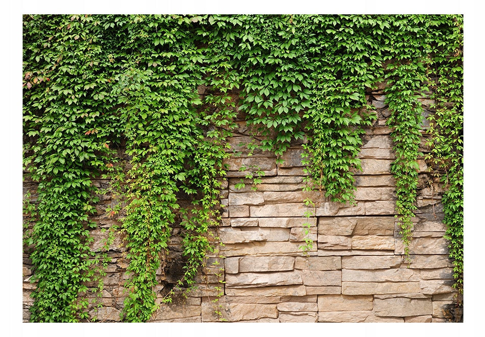 Fototapetas - Ivy wall