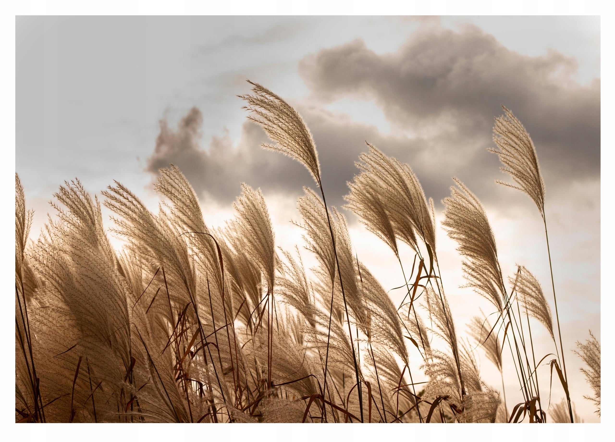 Fototapeta Pampas 